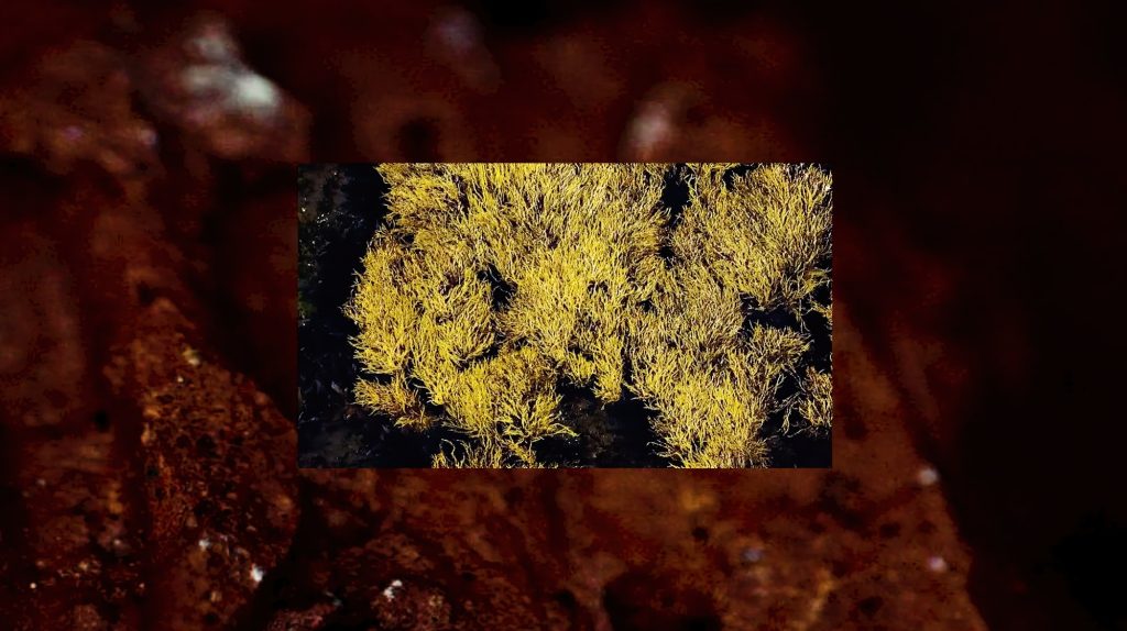 MicroMacro (Recorded vs. Embodied vs. Synthetic)